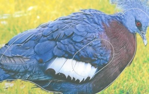 Mandat pour le tir nature du 24 et 25 Octobre