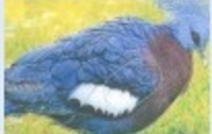 Concours Nature du 22 et 23 Octobre 2016